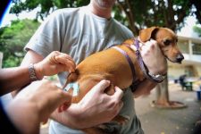 petropolis-tem-vacinacao-contra-raiva-animal-neste-sabado