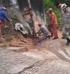 boi-fica-preso-em-tubulacao-de-agua-e-e-resgatado-pelos-bombeiros-em-petropolis;-video