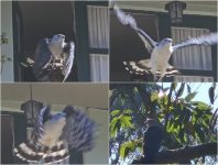 gaviao-gato-invade-apartamento-em-petropolis-e-tem-voo-de-volta-a-natureza-registrado-por-morador