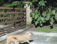 onca-parda-e-flagrada-passeando-em-bairro-de-petropolis-durante-a-madrugada