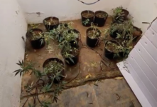 policia-estoura-plantacao-de-maconha-em-teresopolis-e-apreende-mais-de-40-kg-de-drogas